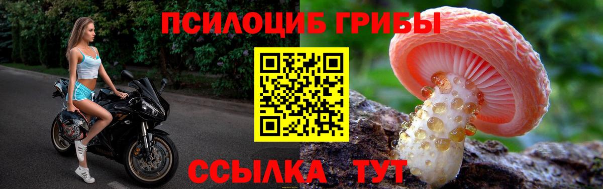 Коряжма  Псилоцибиновые грибы Psilocybe  Вход с VPN 